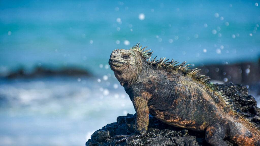 Galápagos